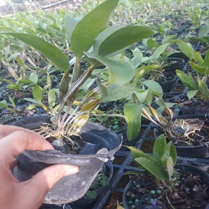 Hoa lan kiều môi tua( cây đẹp đáng sưu tầm)