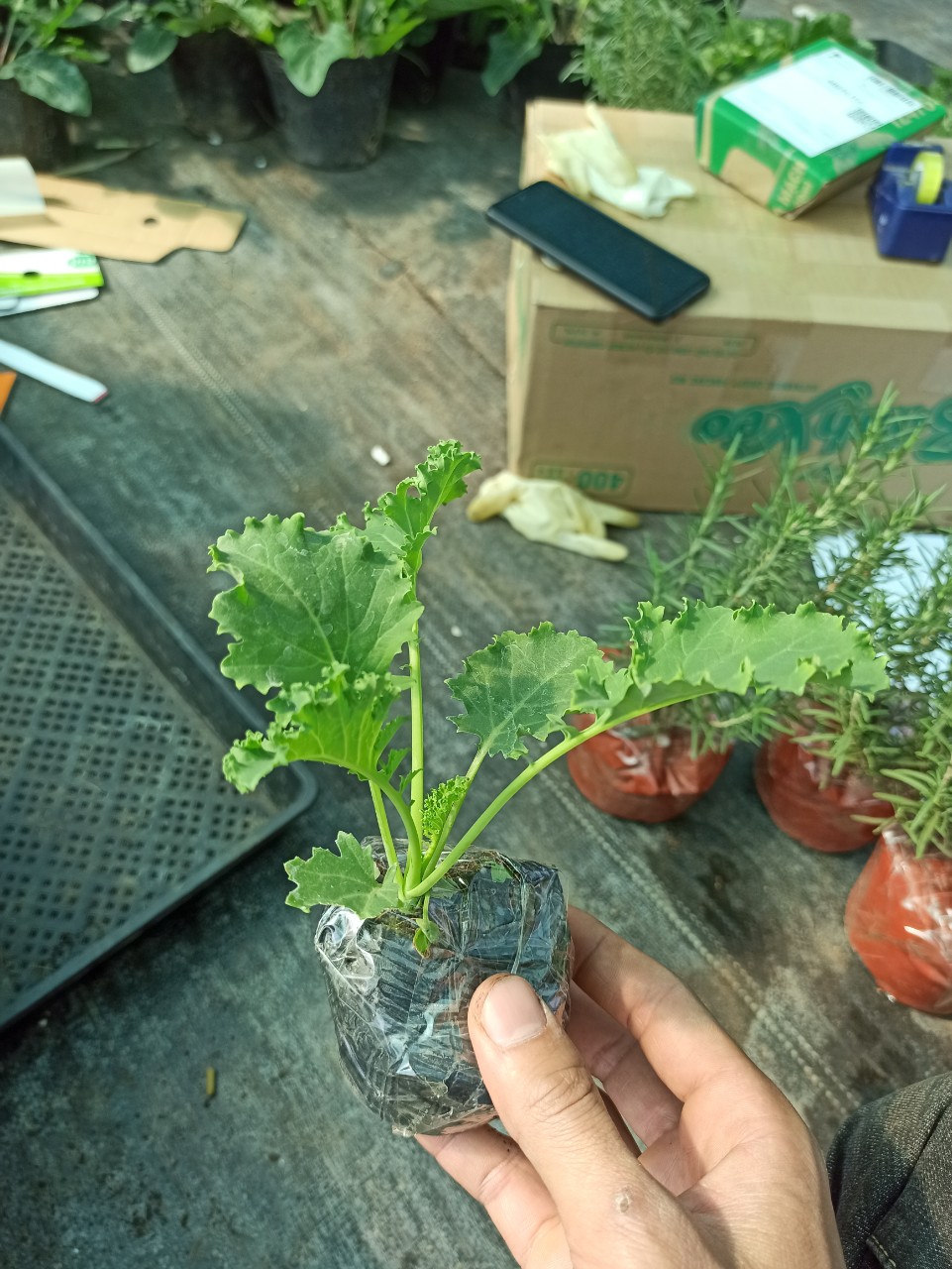 cây cải kale xoăn xanh