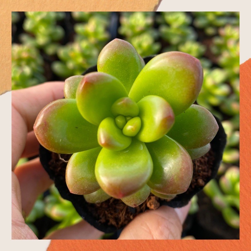 SEN ĐÁ CHILLI CHESSE GIỐNG MỚI SIZE BÉ LỖI 1 ĐỔI 1