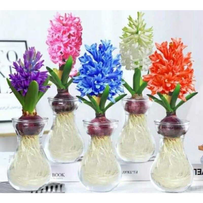 Củ hoa tiên ông(1 củ) HOA TẾT
