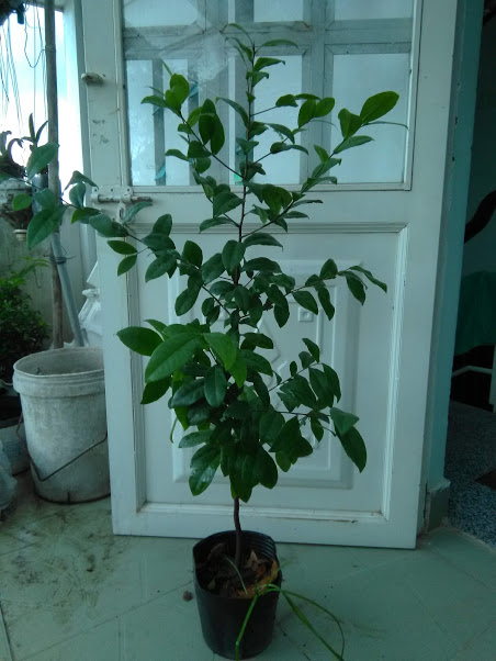 Cây mai tứ quý