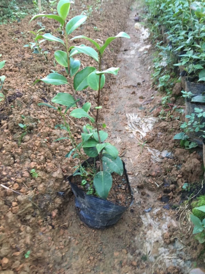 Cây hoa trà my đỏ cổ có bầu đất ra hoa tết