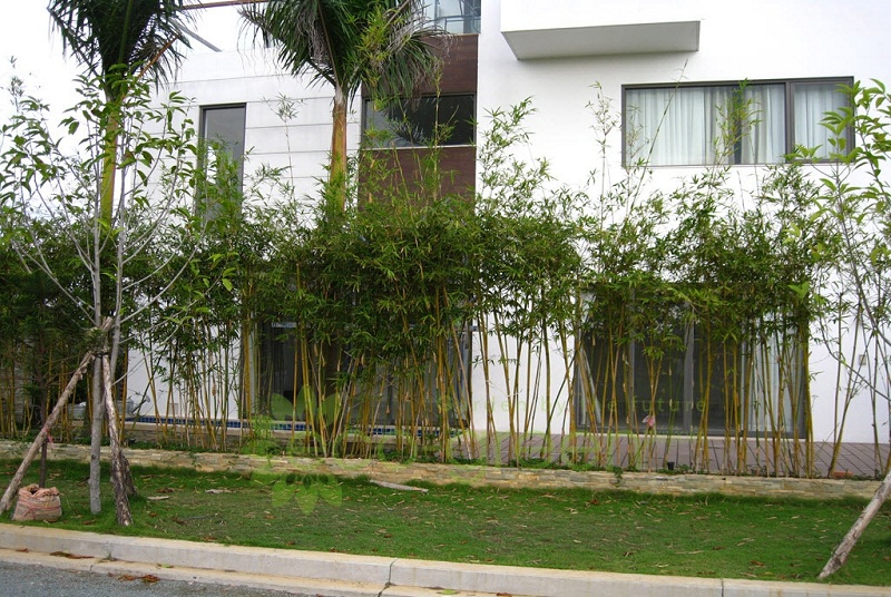 cây Trúc Quân tử CÂY CAO 1M TRỞ LÊN