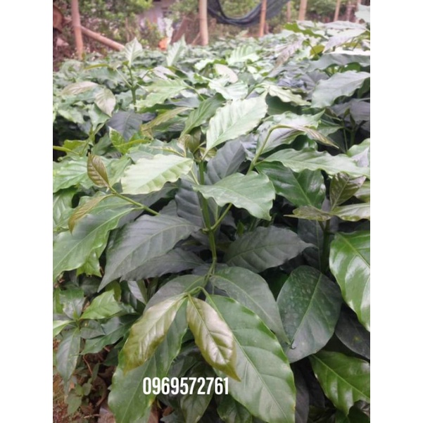 Cây giống Cà phê vối (Robusta)