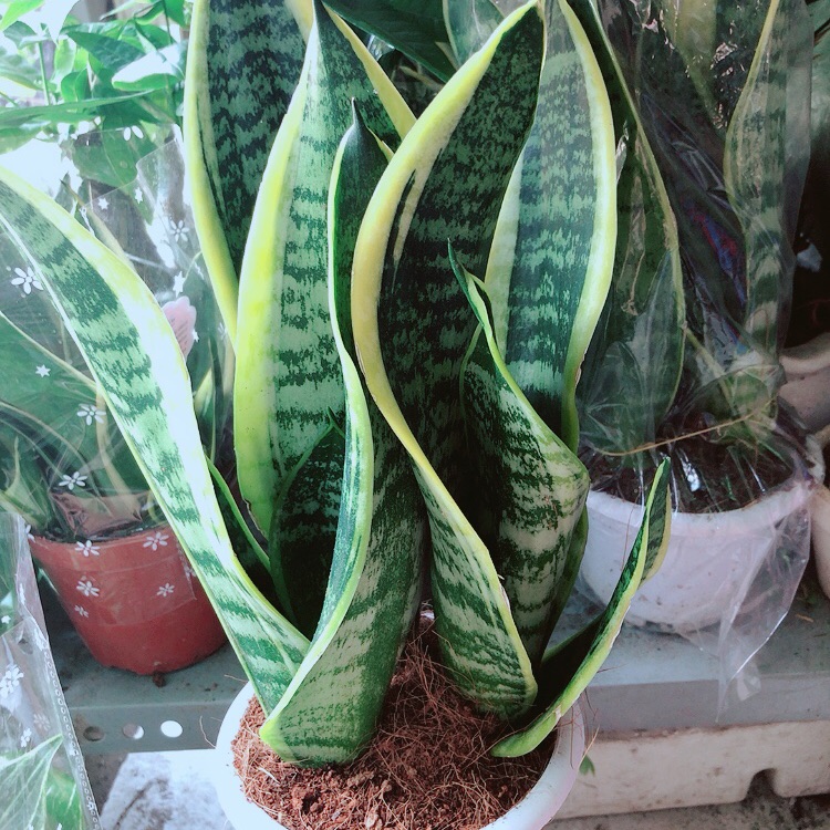 Chậu lưỡi hổ