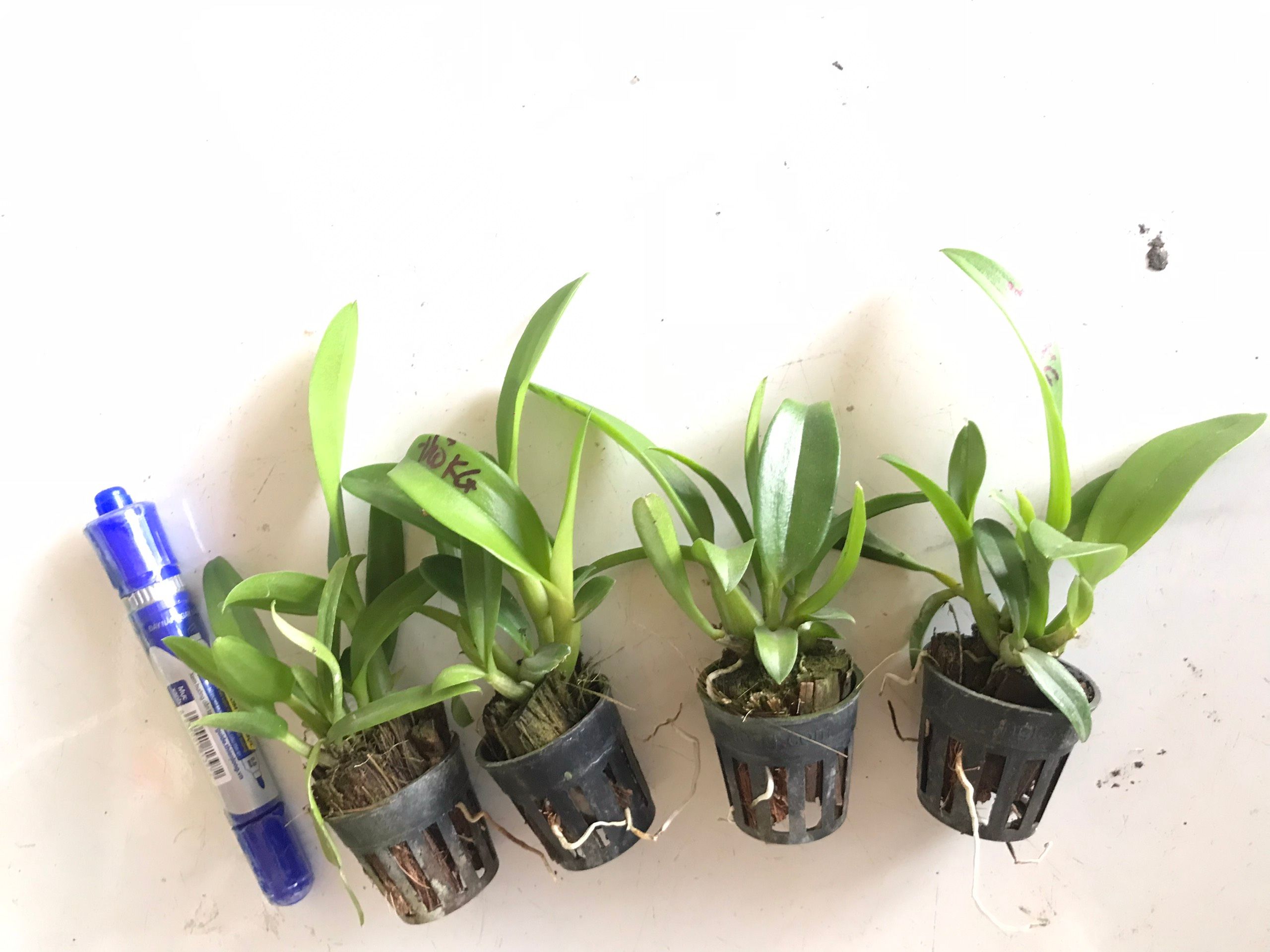 COMBO 3 CÂY GIỐNG THỎ KIÊN GIANG XƯA Cao 7-12Cm