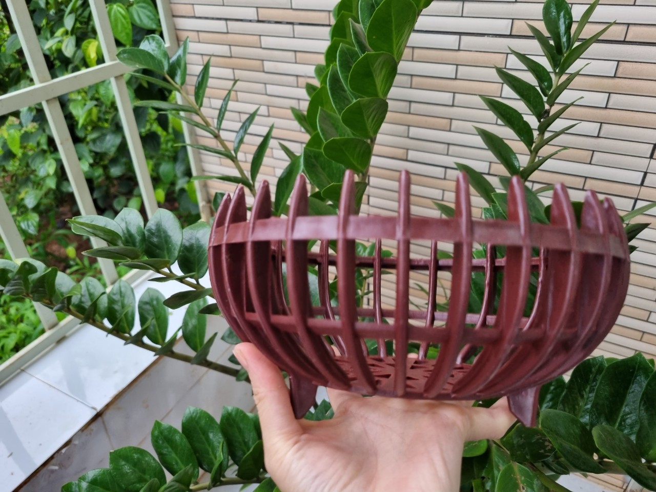 Chậu quả bí trồng lan đủ size