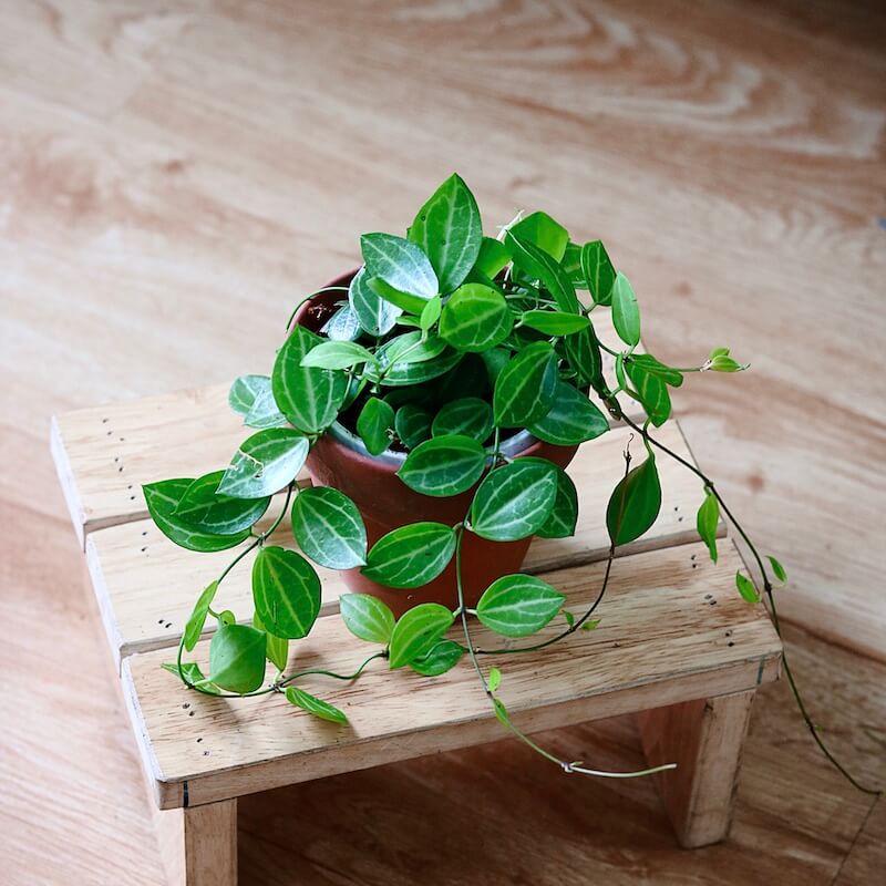 Cây Dischidia ovata - Lá Dưa Hấu (chậu treo hoặc chậu đất nung)