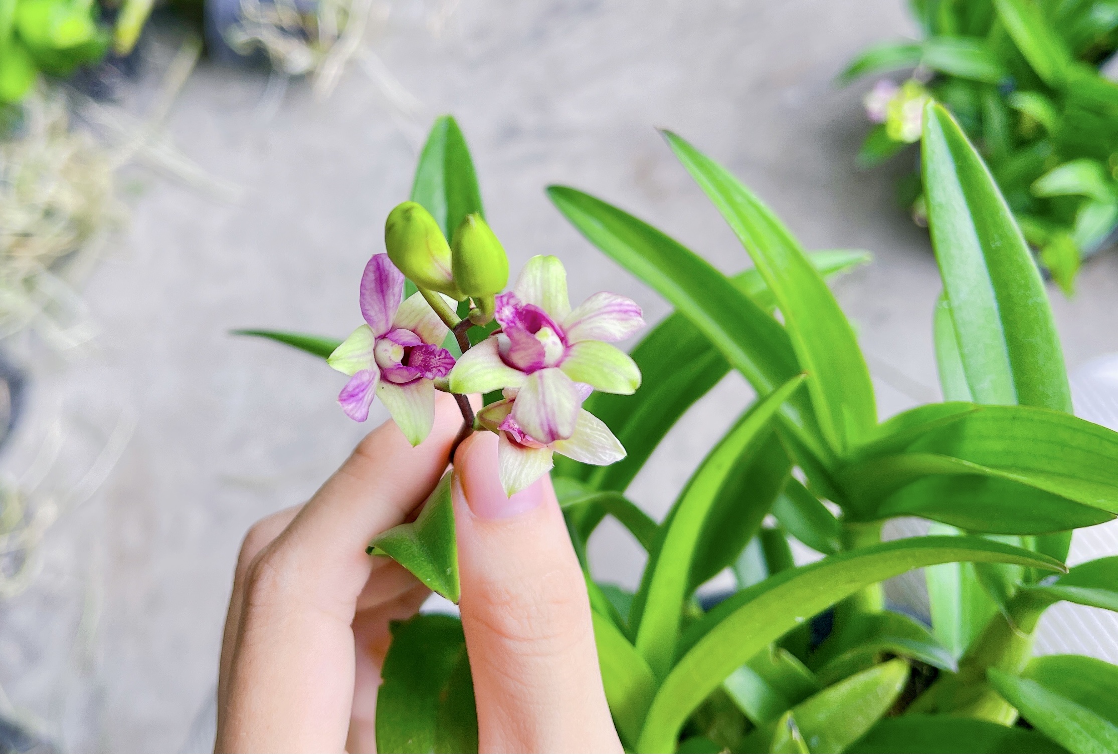 HOA LAN  DENRO MINI - MẶT HOA NHỎ