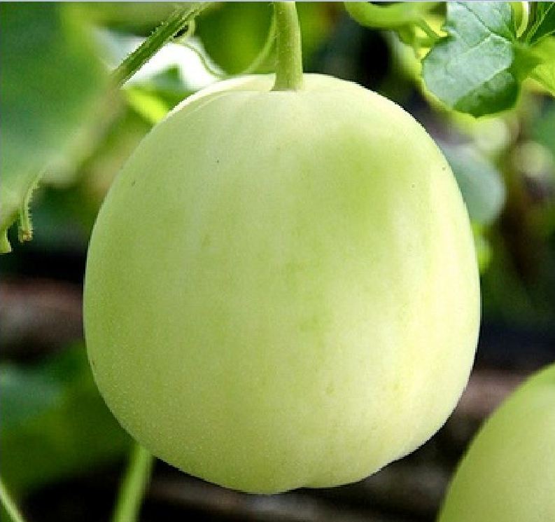 Combo of 2 Packs of Melon Seeds - (Cantaloupe - Super Sweet Pear Melon)