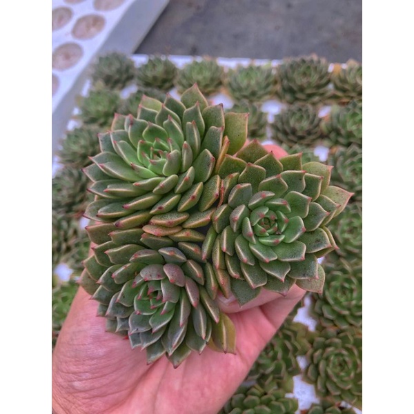 Sen Đá Ruby Xanh Mini, Xuất Xứ Đà Lạt, Lỗi 1 Đổi 1 ❣️
