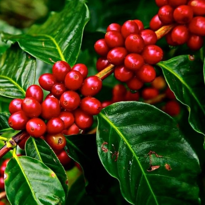 (1 kg / 2 Packages) Roasted Rustic Coffee (Mix: 50% Arabica & 50% Culi) 100% Pure