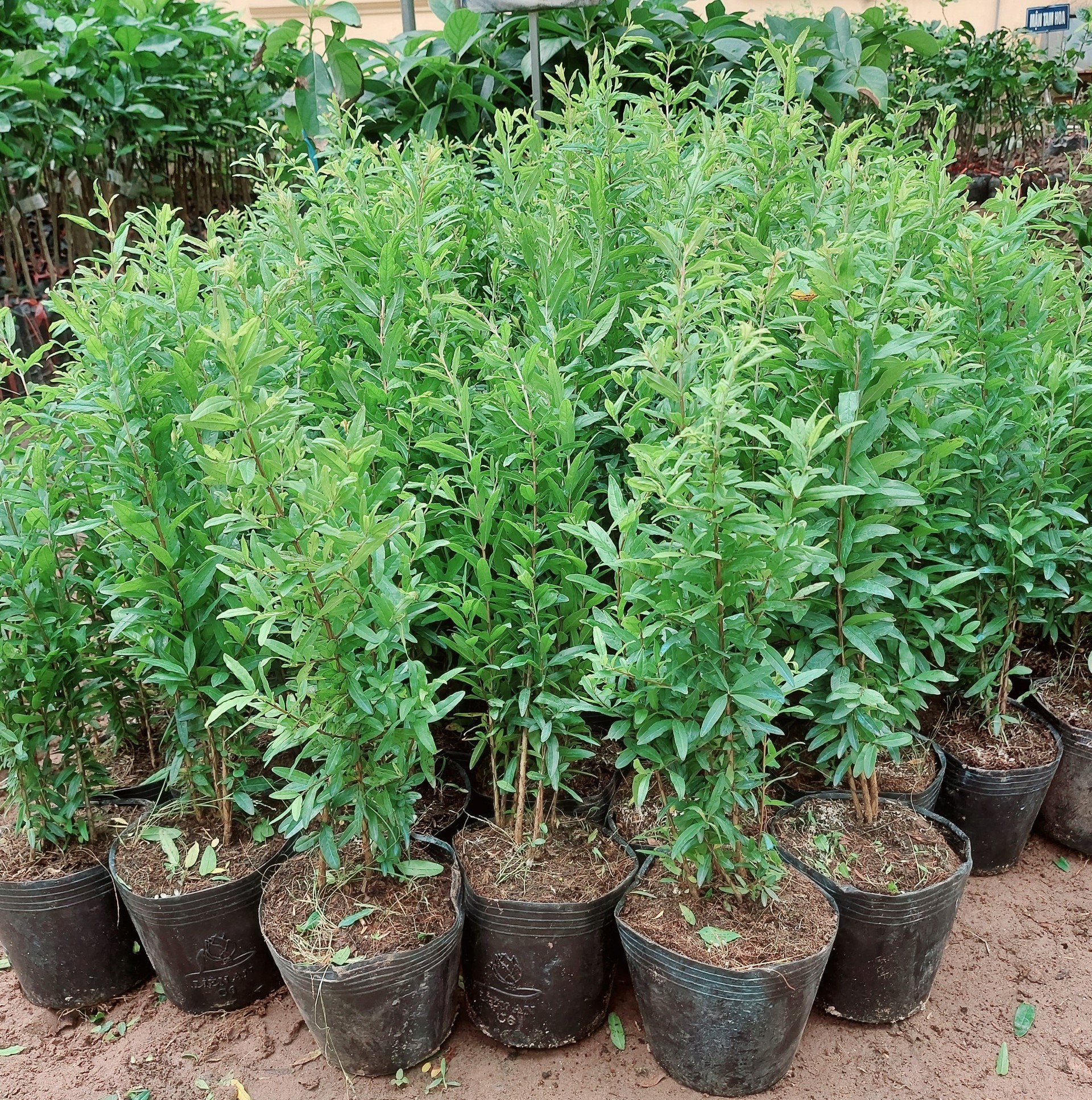 CÂY GIỐNG LỰU ĐỎ ẤN ĐỘ SIÊU QUẢ