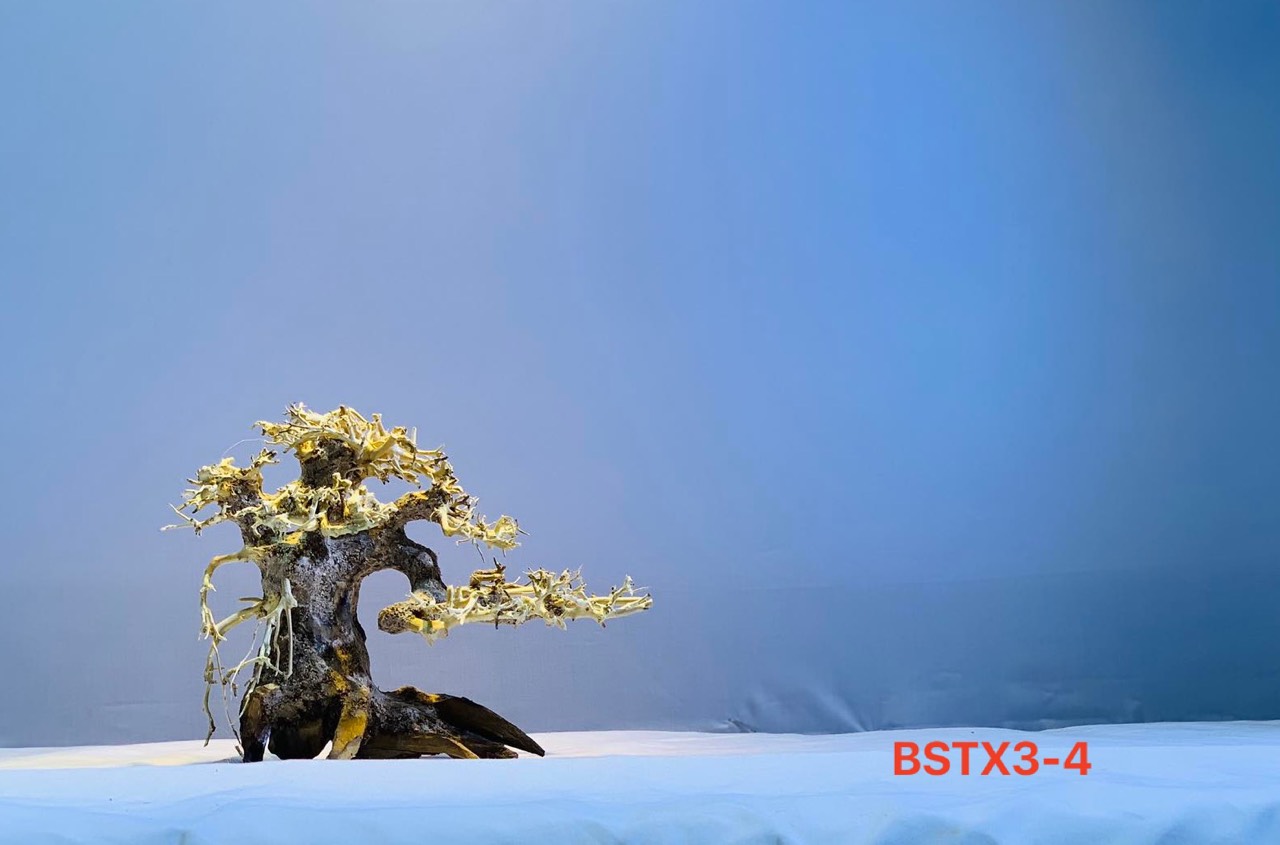 Gỗ lũa thủy sinh _ BSTX3_Driftwood bonsai 15*20 (cm) Cây gỗ lũa bonsai dáng đổ (Có 6 loại: Tán xương, tán gỗ, Bông Tùng xanh, Bông Tùng đỏ, Tùng Cam, Tùng màu kem)