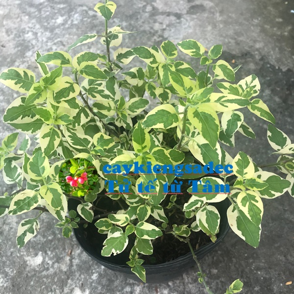 Cây Cẩm thạch tặng phân bón cho cây mau lớn