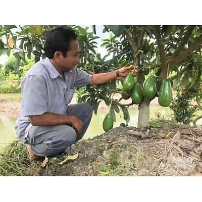 Cây giống Bơ sáp lùn Thái Lan