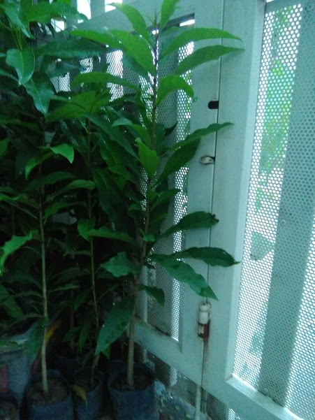 Combo of 3 Red-Flowered Sesame Plants, 70-80cm Tall
