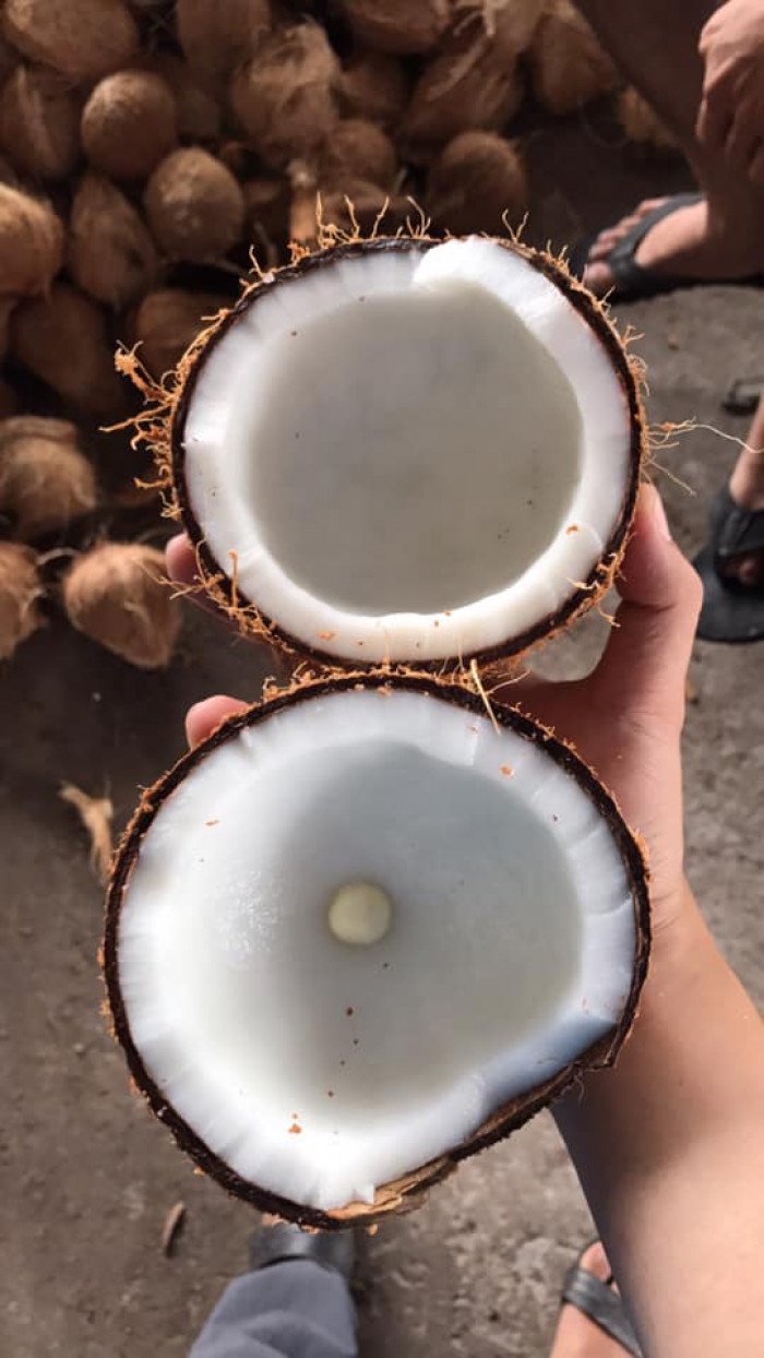 Dừa Khô Bến Tre - 850g - 1kg/trái
