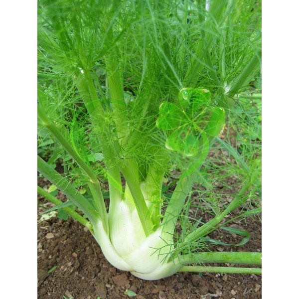 Hạt giống rau THÌ LÀ - gói 5 gram