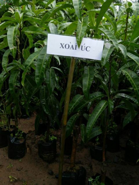 Cây xoài úc