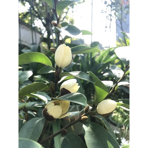 Cây Giống Lan tiêu (Hoa Hàm Tiếu) Bầu Bát ( ảnh thât như hinh 2)