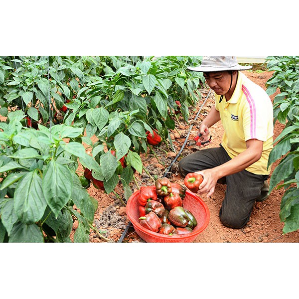 Hạt Giống Ớt Ngọt F1 - 30 Hạt