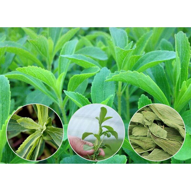100gr Trà Cỏ Ngọt Khô- Sấy Lạnh