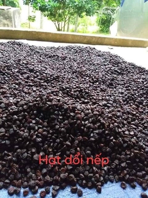 HẠT DỔI NẾP TÂY BẮC 50g