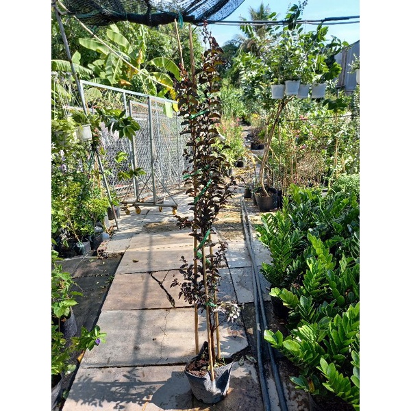 tường vy huyết long cao 1m
