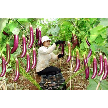 Hạt giống cà tím dài F1 - Gói 1g