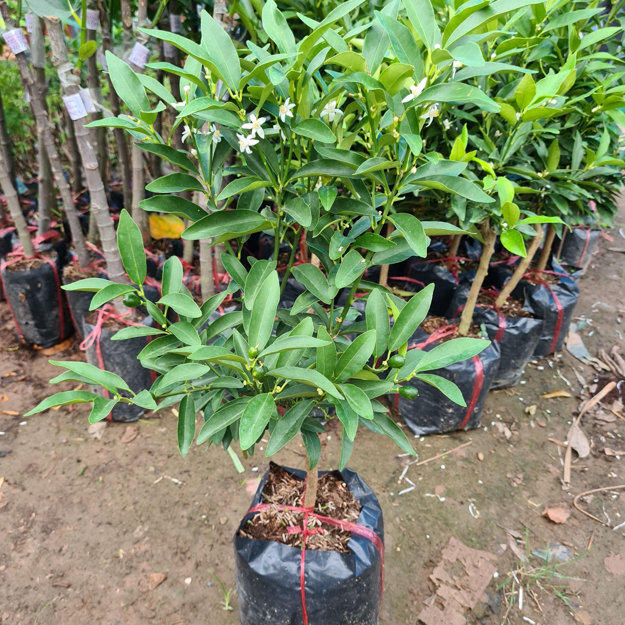 Cây quất ngọt