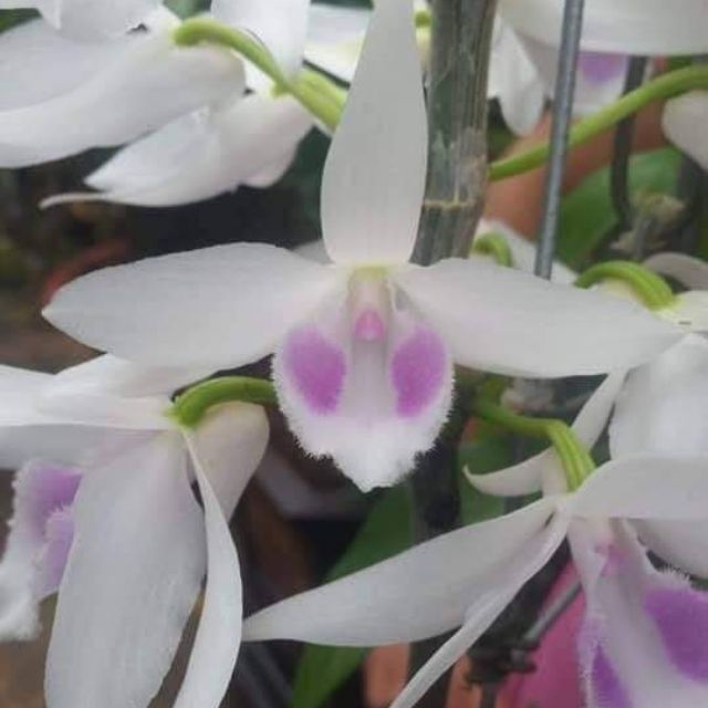 1 CỐC PHI ĐIỆP 5CT HẢI DƯƠNG