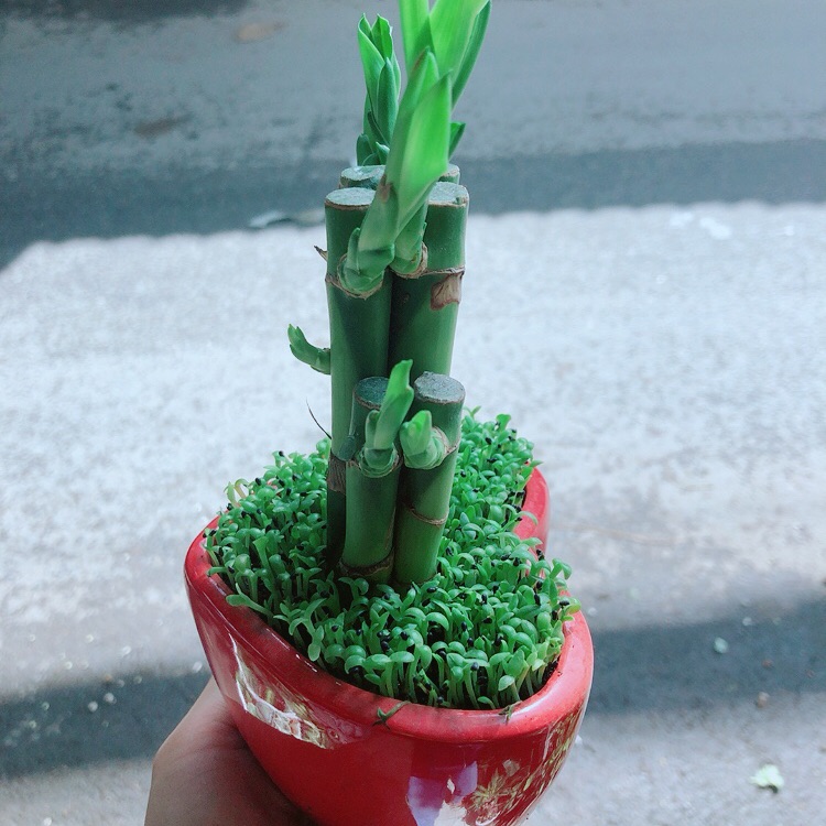 Chậu Trúc Phát Tài