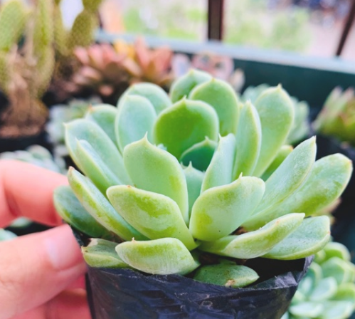 SEN ĐÁ THANH CÚC SIZE BÉ SIÊU KHỎE ĐẸP LỖI 1 ĐỔI 1