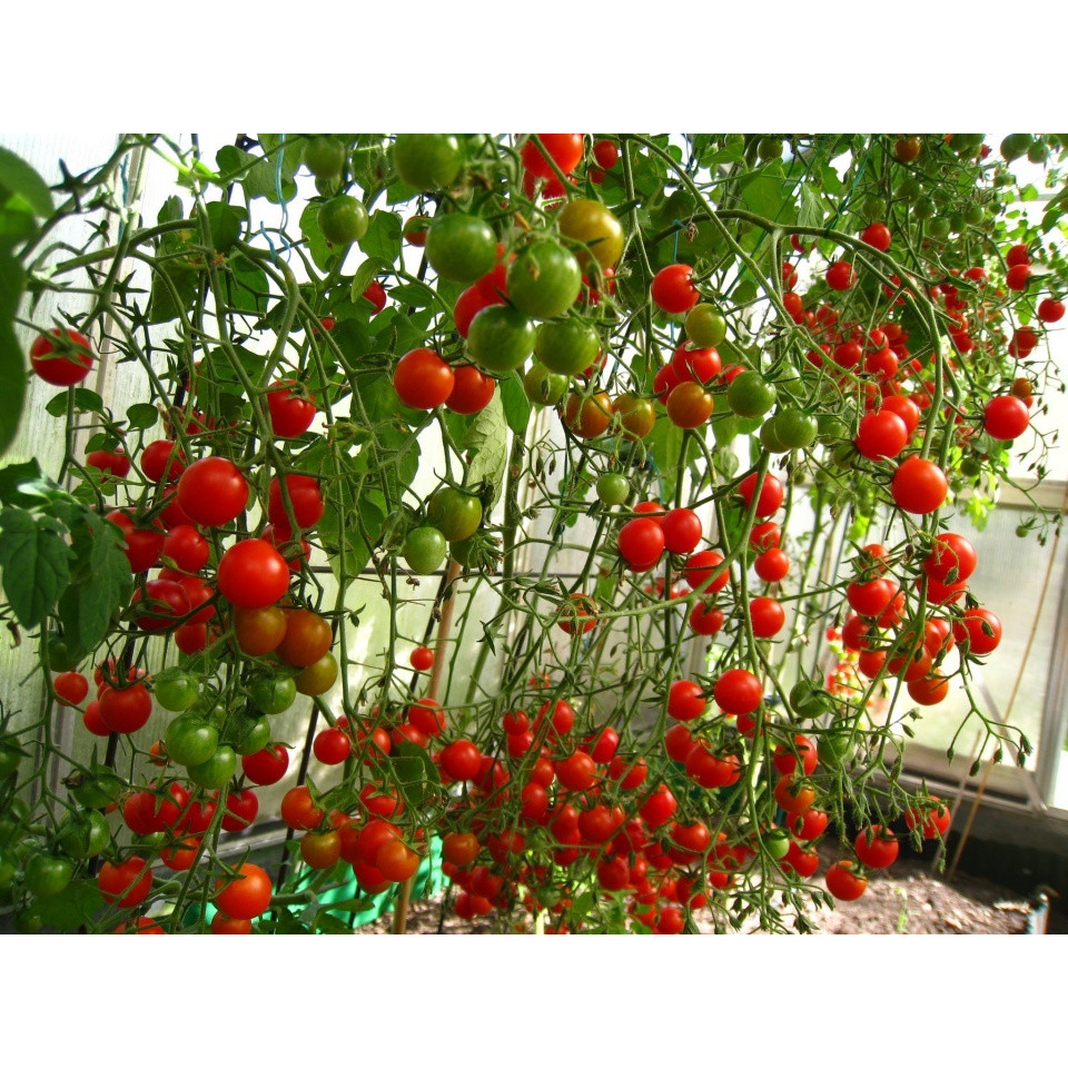 Hạt giống cà chua leo giàn F1