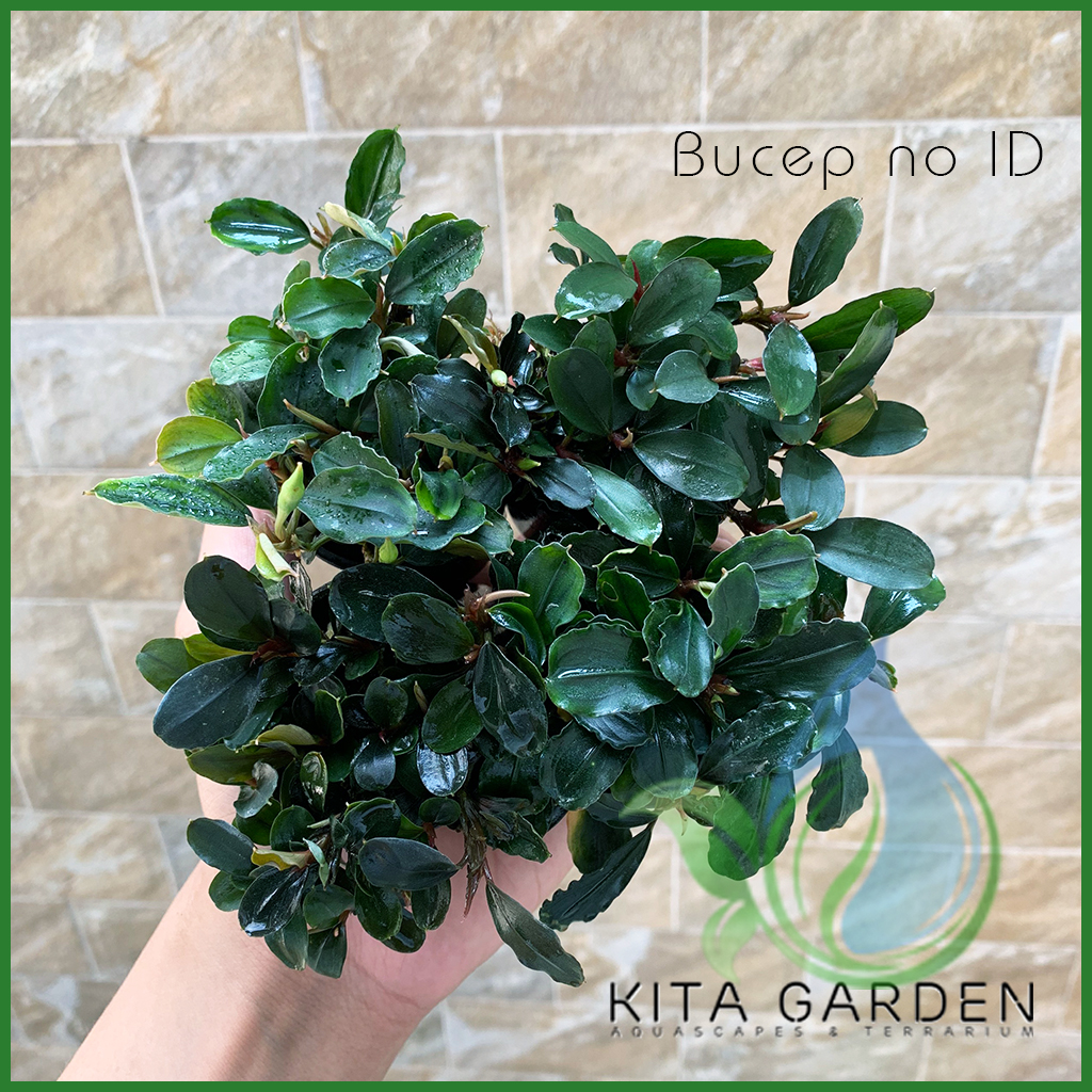 Bucep tím | bucephalandra tm | cây thủy sinh giá thể