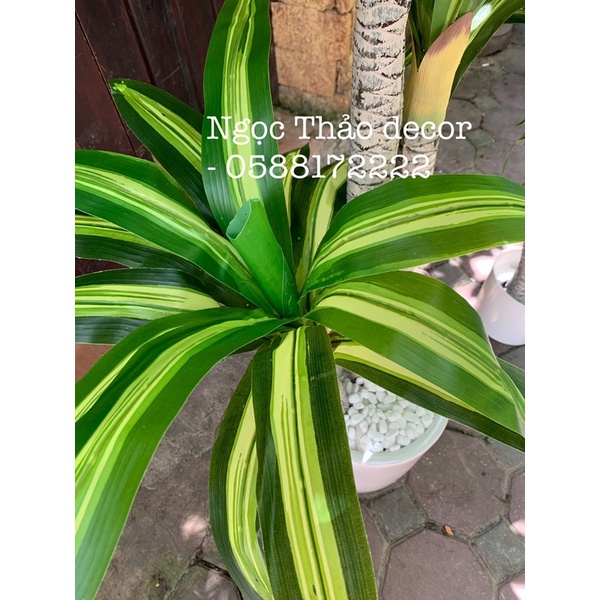 cây giả _ cây phát tài 1m6 _ Ngọc Thảo decor