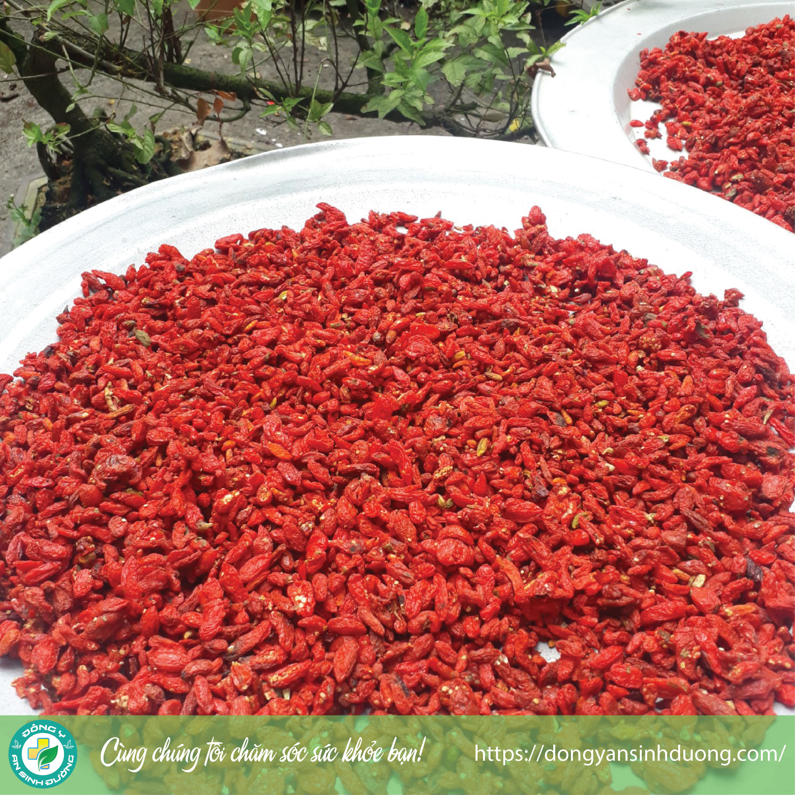 Kỷ tử Ninh Hạ đẹp túi [1kg]