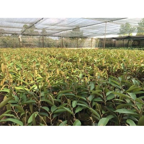 Sản Phẩm Sầu riêng ruột đỏ cây giống + (500g) phân thỏ hữu cơ