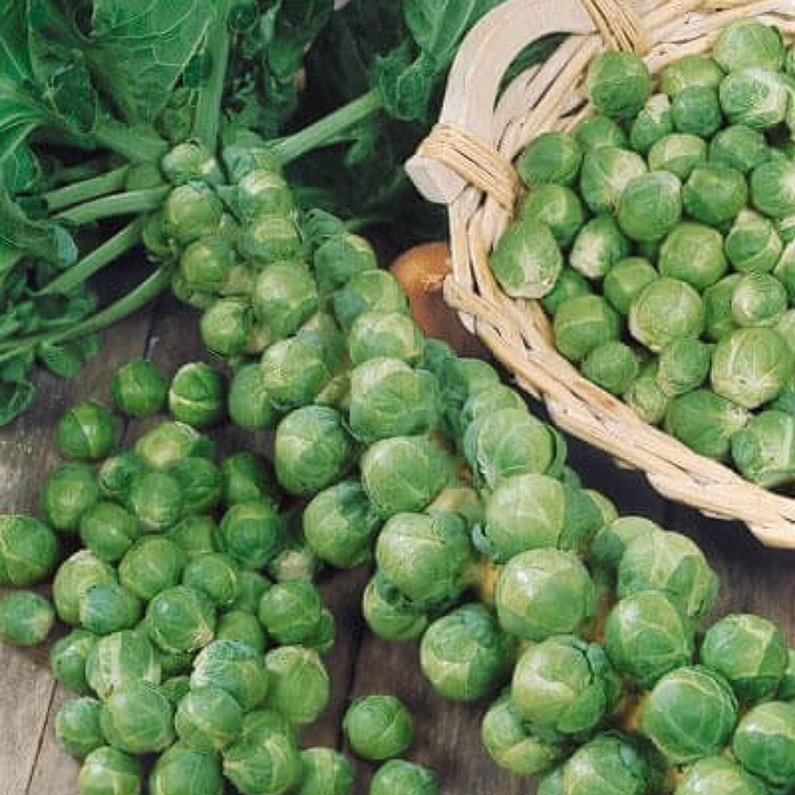 Hạt Bắp Cải Tí Hon - Gói 1 Gram
