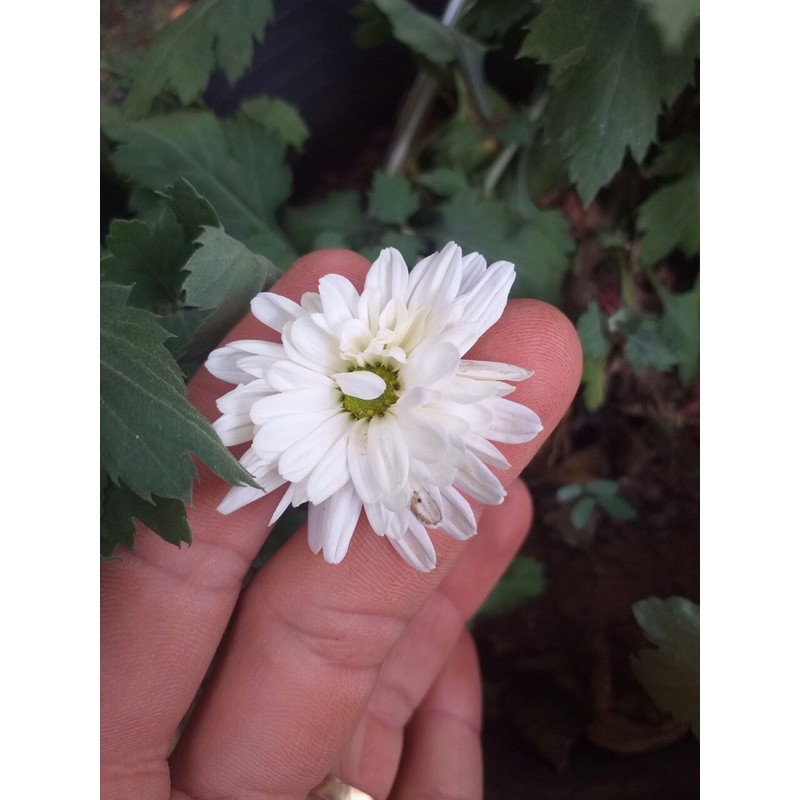 cúc cổ mi kép( họa mi cánh kép )