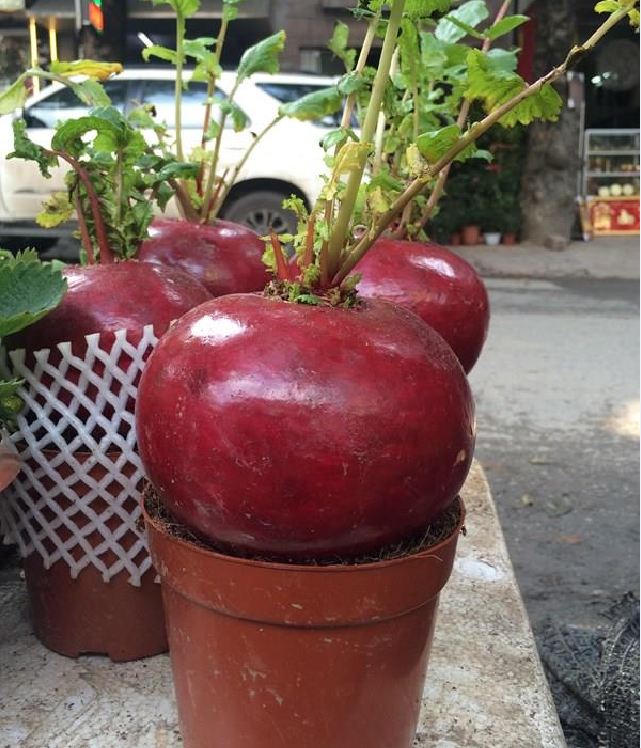 Hạt giống củ cải đỏ khổng lồ ( củ cải thần tài ) 10 hạt/gói