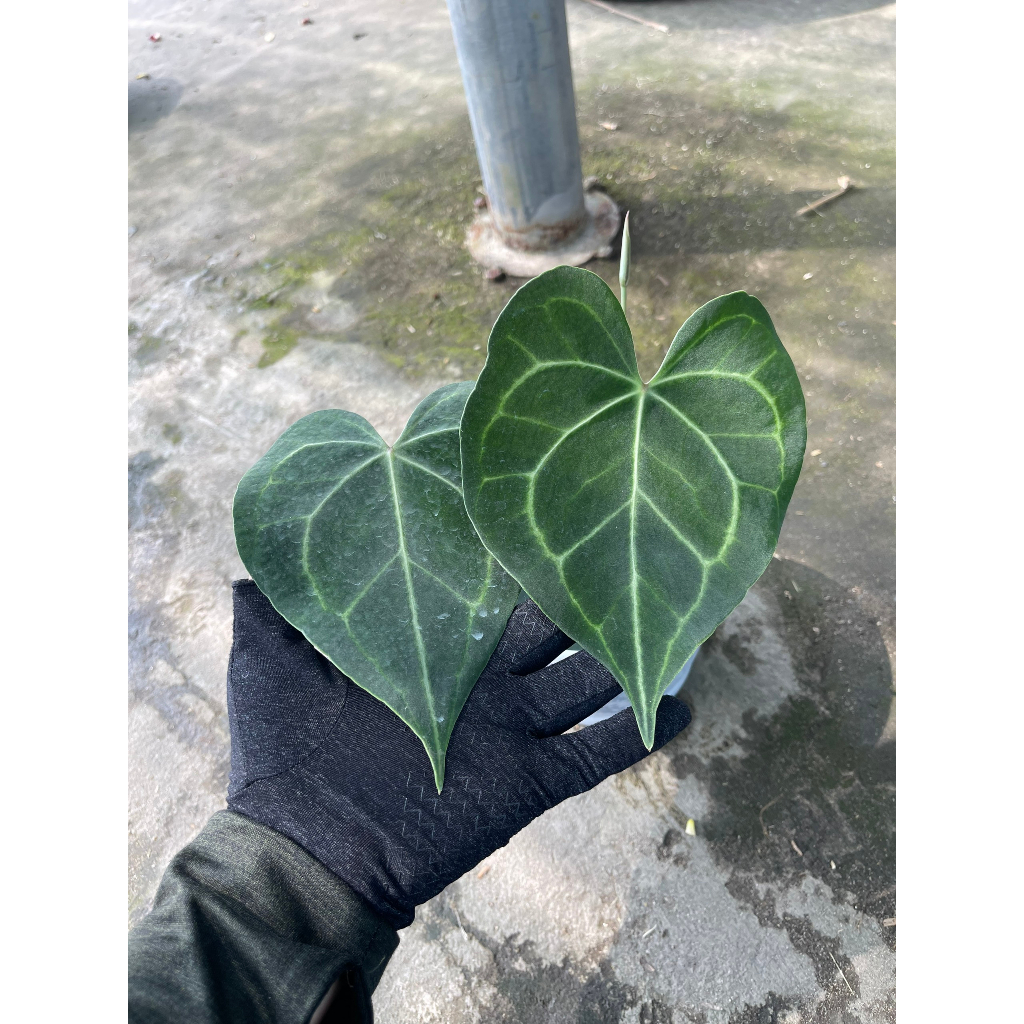 Chậu cây Hồng môn Anthurium Crystallinum