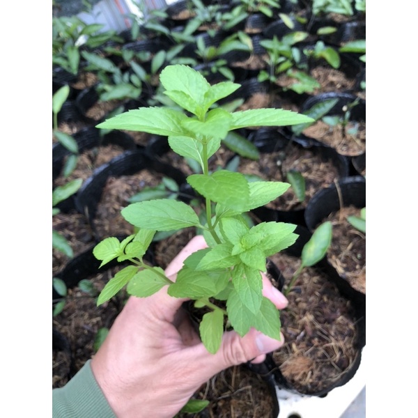 COMBO 3 CÂY BẠC HÀ NHẬT ( JAPANESE MINT )