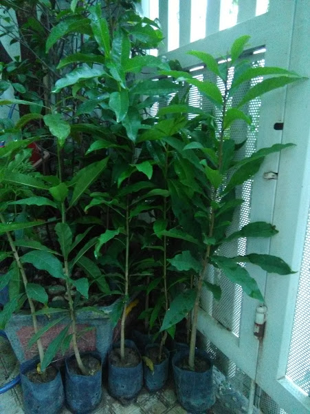 Combo of 3 Red-Flowered Sesame Plants, 70-80cm Tall