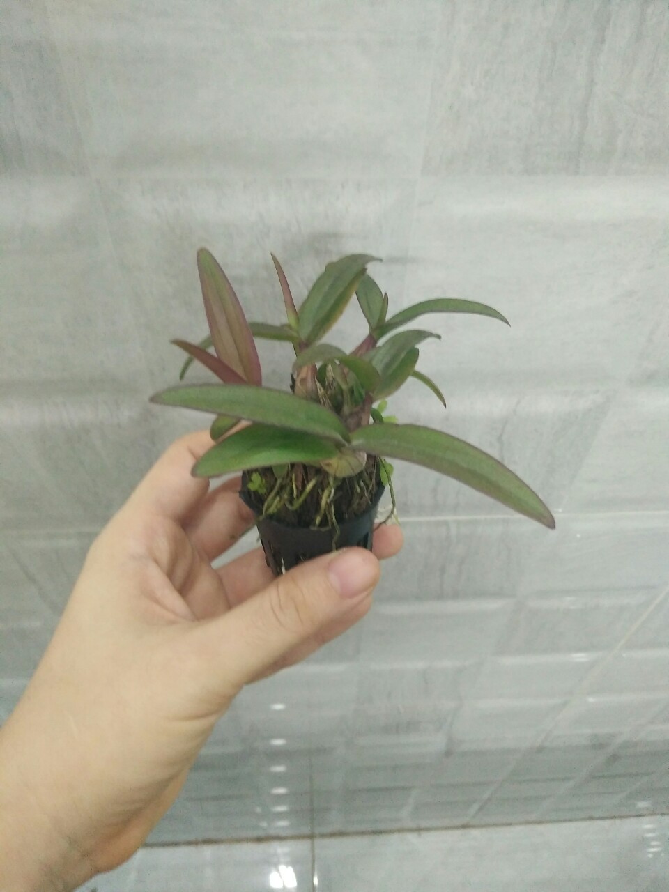 Cây giống lan Dendro mini (Mã HMNi)