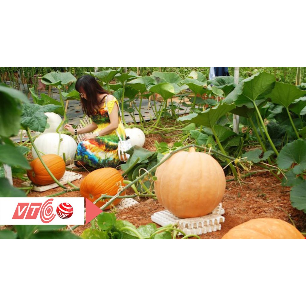 Hạt giống bí đỏ KHỔNG LỒ gói 5 hạt