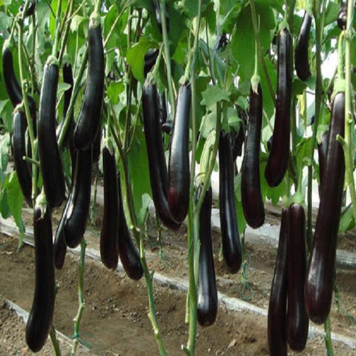 [Chuẩn Giống F1] NGUYÊN CHẬU CÂY GIỐNG CÂY CÀ TÍM DÀI (CÀ TÍM DÁI DÊ)