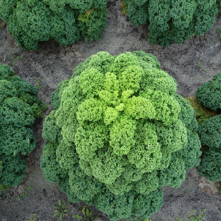 [Hạt giống Mỹ] Hạt giống cải kale Mỹ Oldenbor