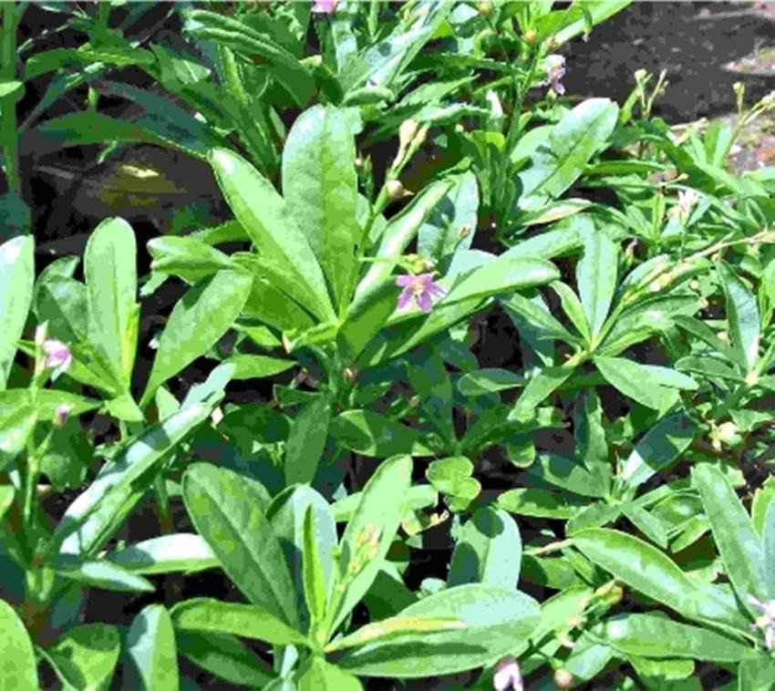 Hạt giống rau sâm đất (Thổ Sâm)